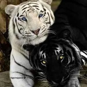 Meet your Posher, Mstigress